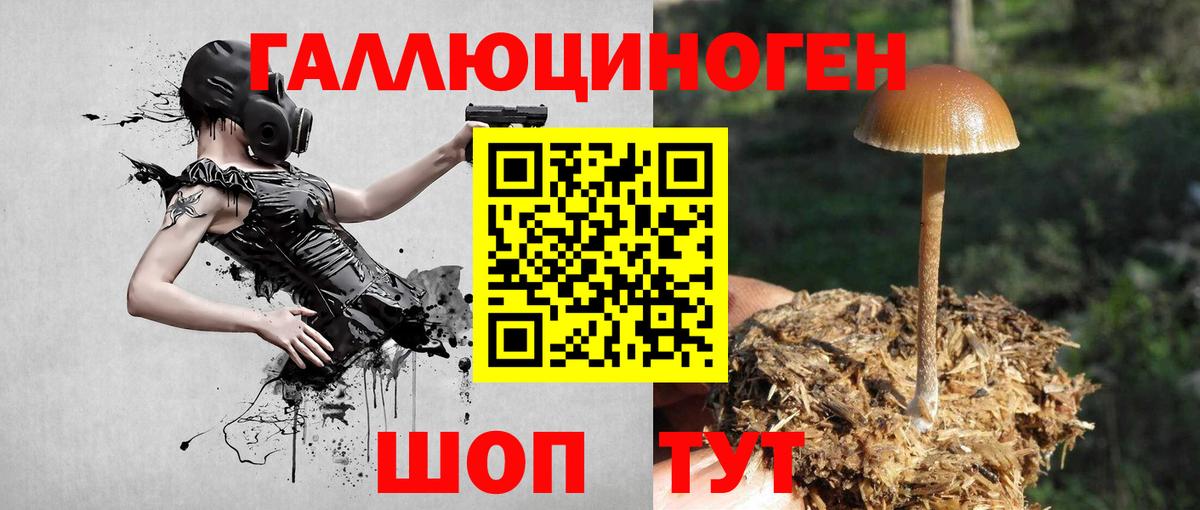 Псилоцибиновые грибы Psilocybine cubensis Комсомольск-на-Амуре
